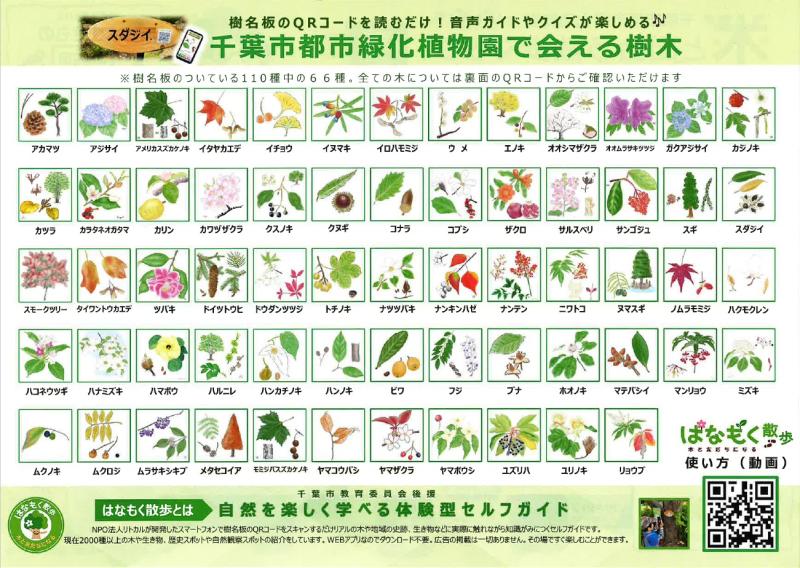 植物園で会える樹木