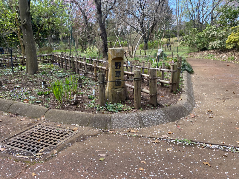 野草園 