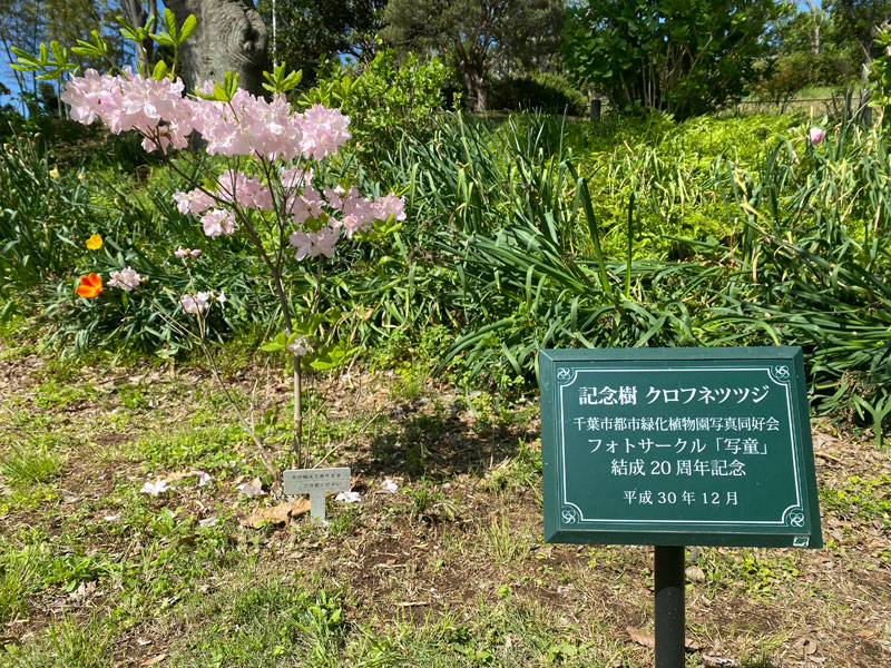 フォトサークル「写童」20周年記念樹として灌木見本園に2本植えて頂いたクロフネツツジは、どちらも順調に成長しています。春には可憐な淡いピンクの花を年を追うごとに数多く咲くさかせてくれるようにになりました。