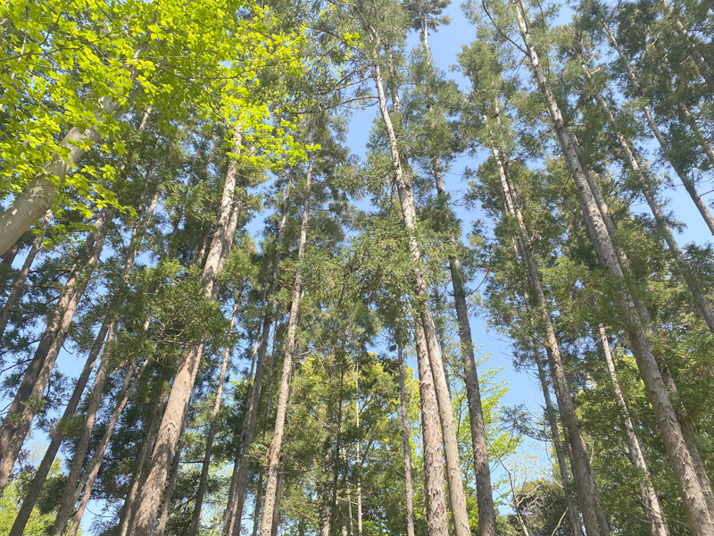 千葉市都市緑化植物園 | 杉林