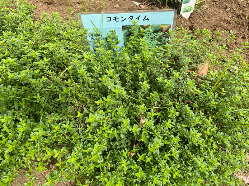コモンタイム 