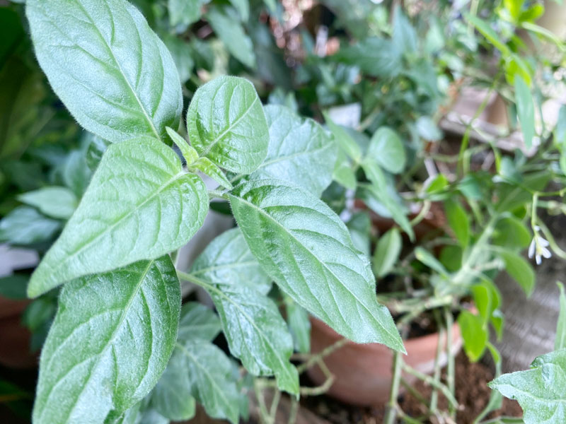 千葉市都市緑化植物園 小海老草