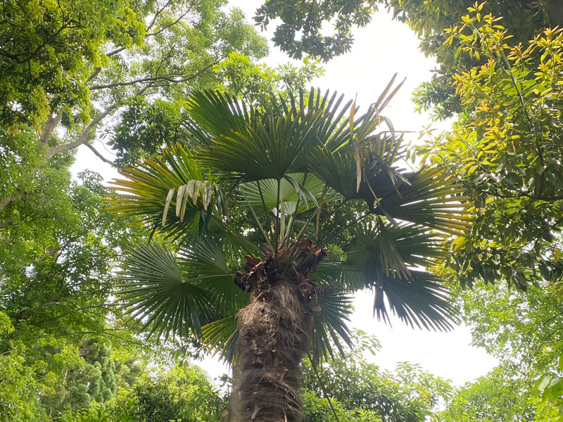 千葉市都市緑化植物園 棕櫚