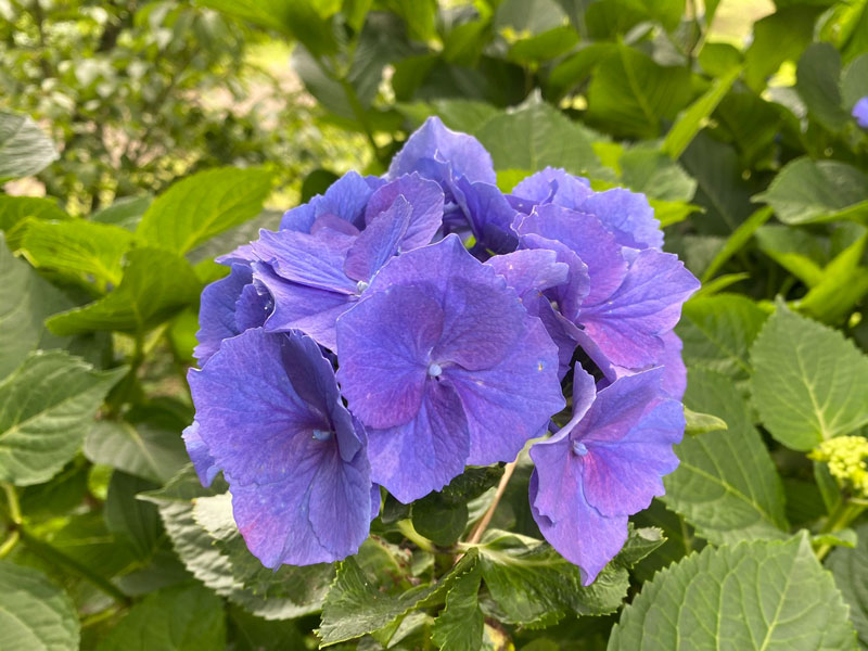 千葉市都市緑化植物園 額紫陽花