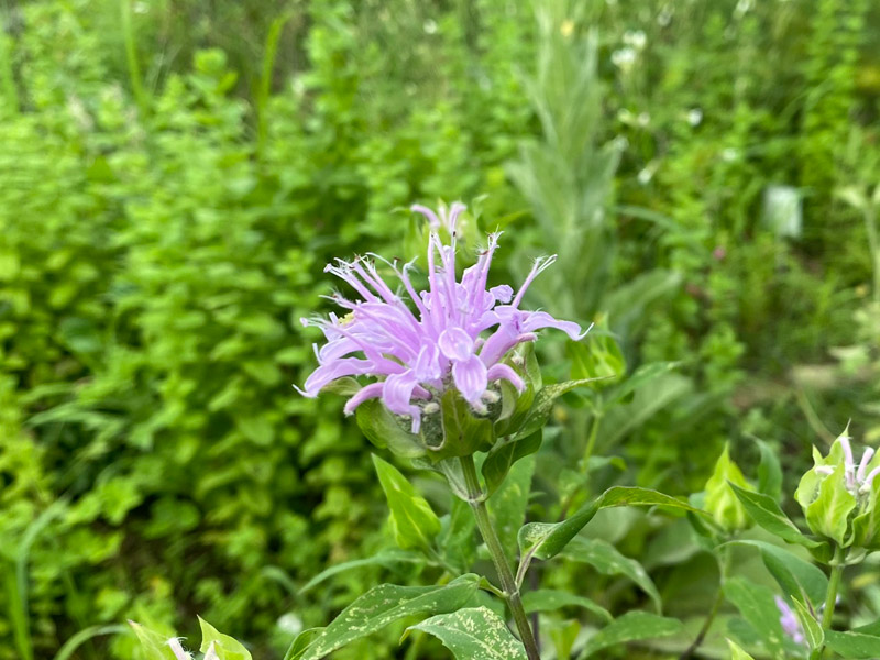 モナルダ（花） 