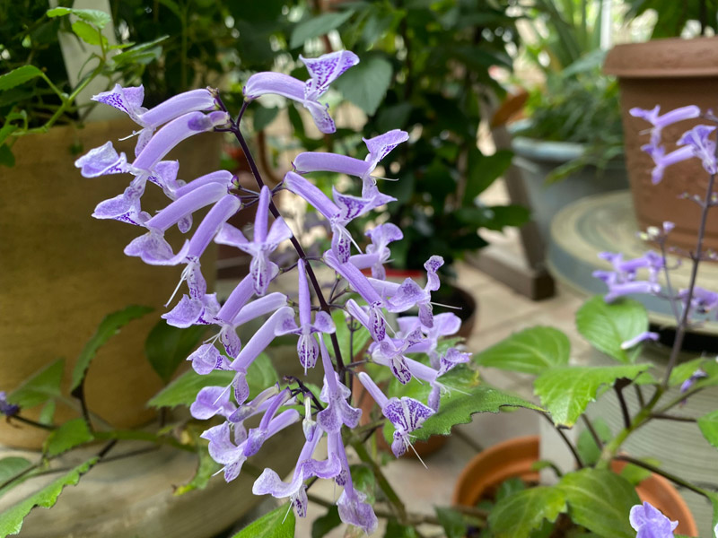 千葉市都市緑化植物園 プレクトランサス モナ ラベンダー