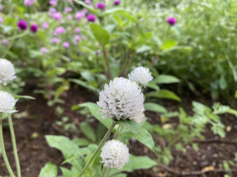 千葉市都市緑化植物園 千日紅 白