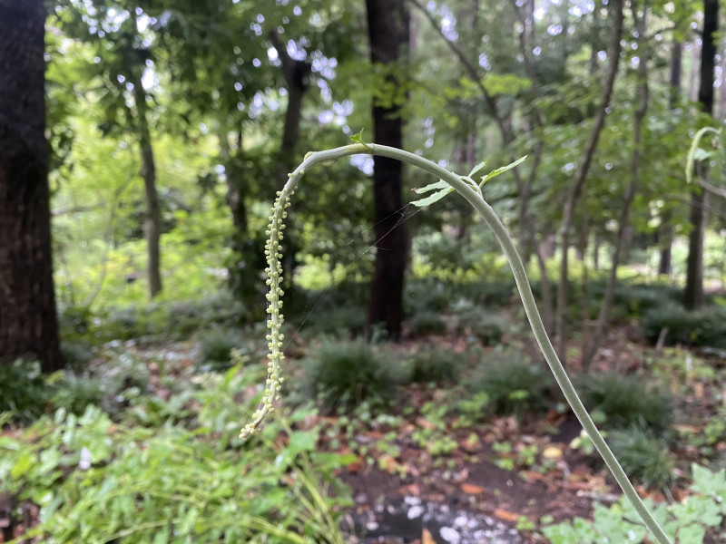 晒菜升麻 サラシナショウマ