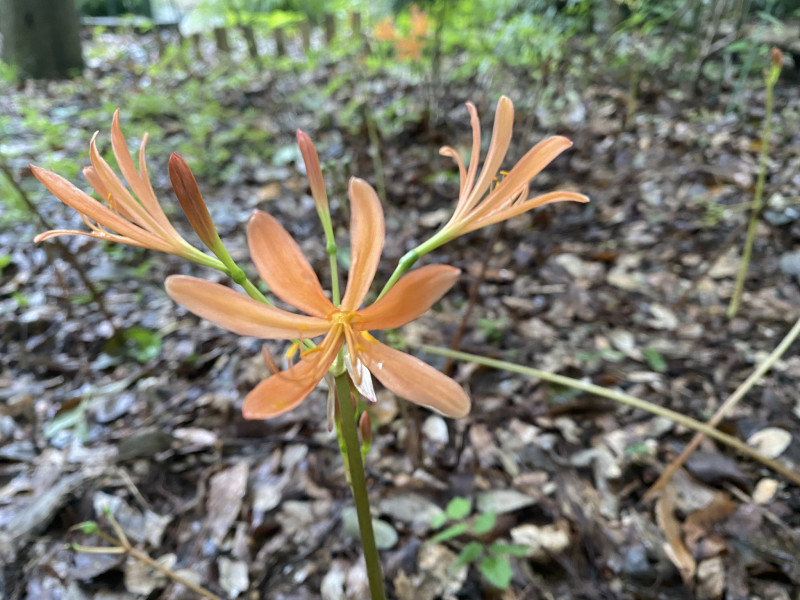 狐の剃刀 キツネノカミソリ