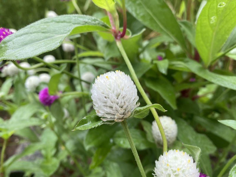 千葉市都市緑化植物園 千日紅 白