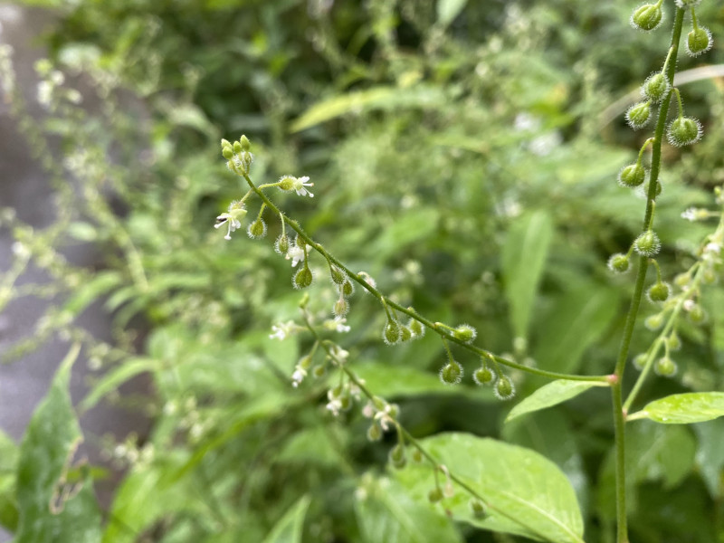 水玉草