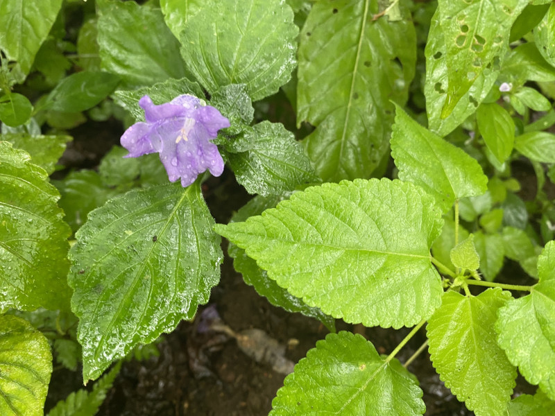 鈴虫花