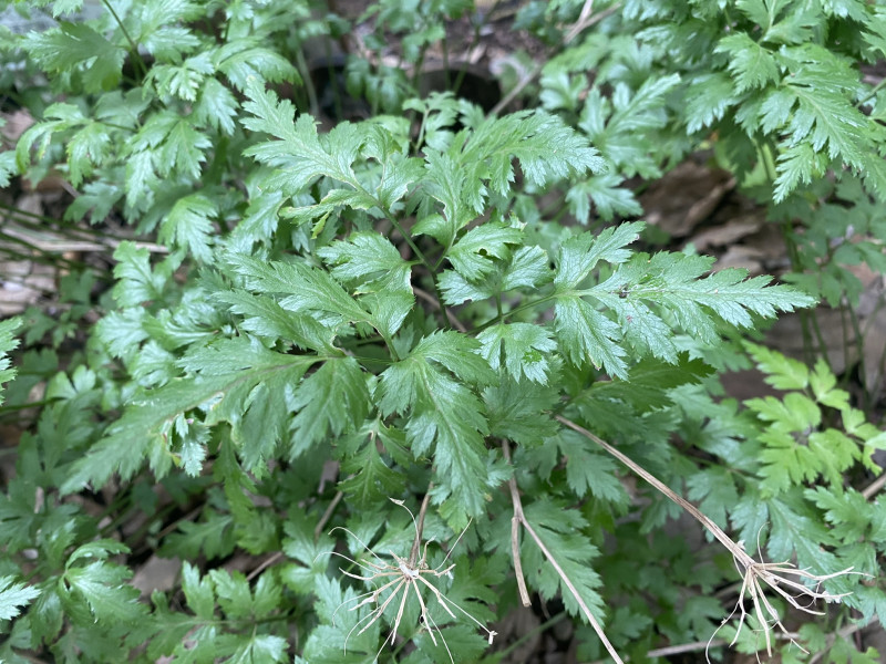 芹葉黄連