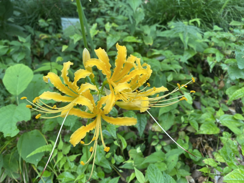 曼殊沙華（黄色） マンジュシャゲ