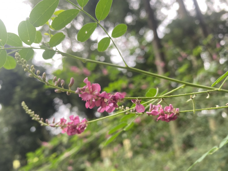 駒繋 コマツナギ