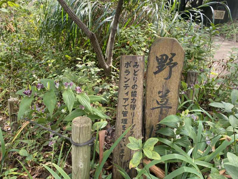 野草園 