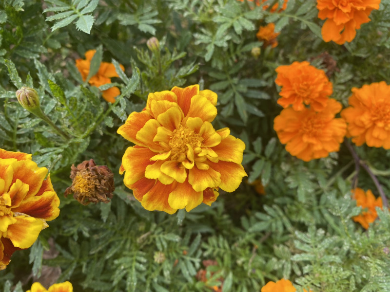 千葉市都市緑化植物園 マリーゴールド