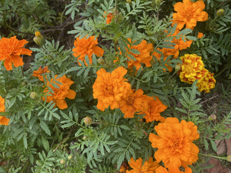 千葉市都市緑化植物園 マリーゴールド