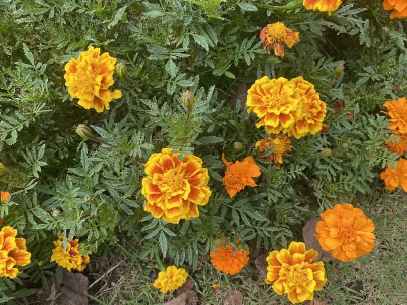 千葉市都市緑化植物園 マリーゴールド