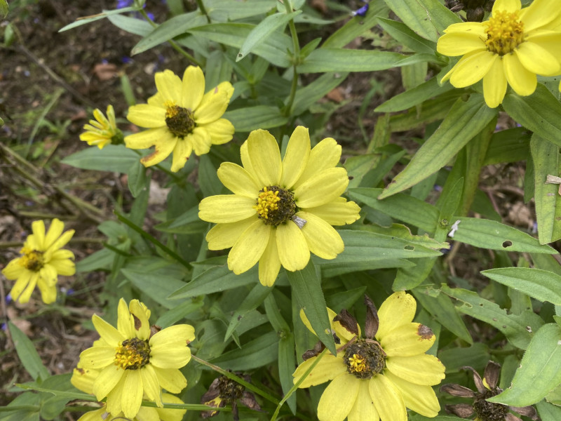 千葉市都市緑化植物園 ジニア リネアリス