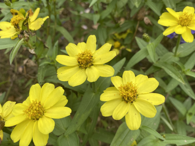 千葉市都市緑化植物園 ジニア リネアリス