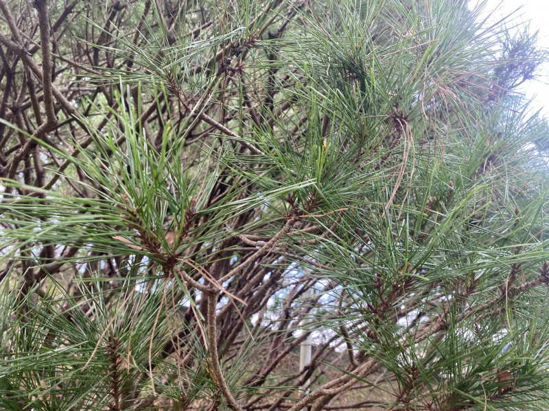 千葉市都市緑化植物園 多行松