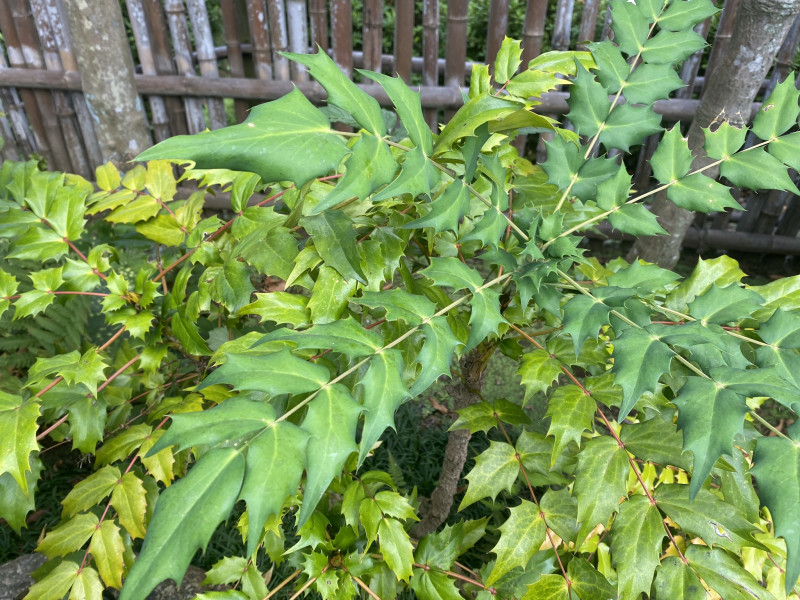 千葉市都市緑化植物園 柊南天