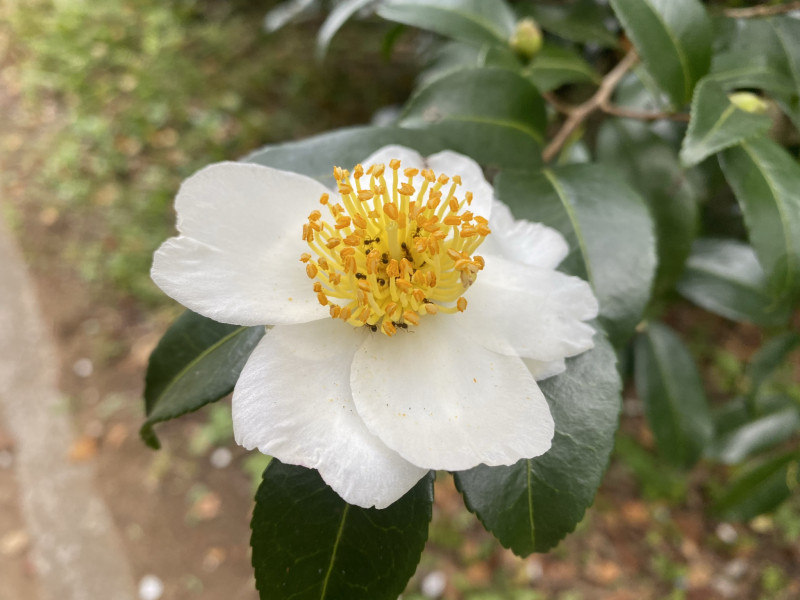 山茶花 サザンカ