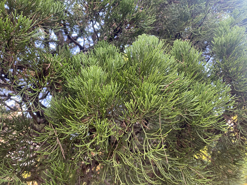 千葉市都市緑化植物園 貝塚伊吹