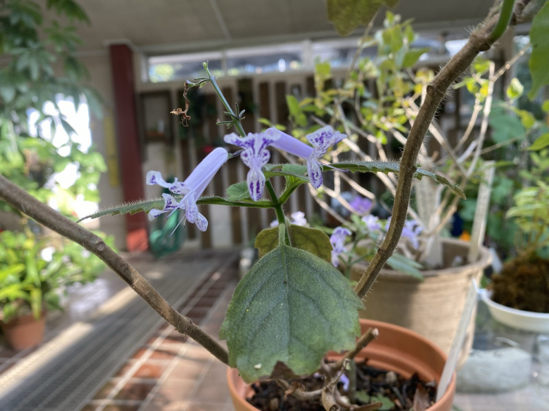 千葉市都市緑化植物園 プレクトランサス モナ ラベンダー