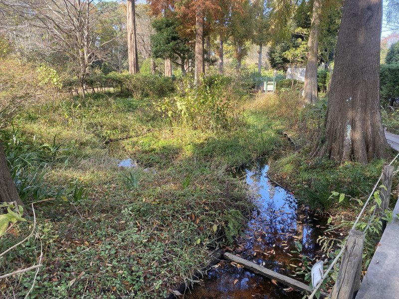 湿生植物園 