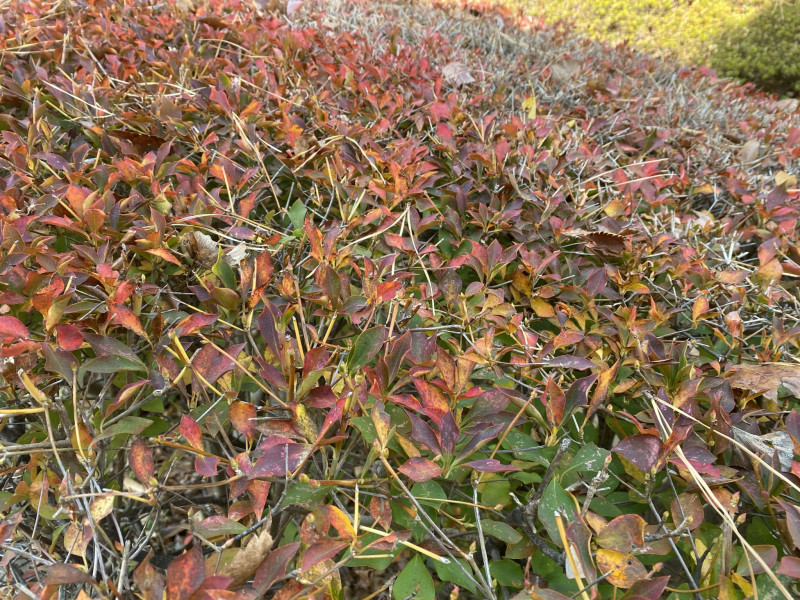 ドウダンツツジ（紅葉） 