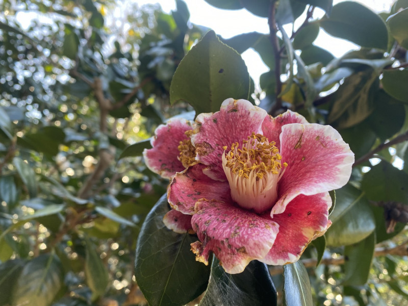 ［椿］隠れ磯 カクレイソ