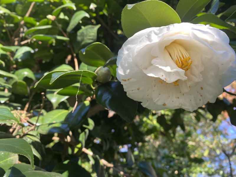 ［椿］漣 サザナミ