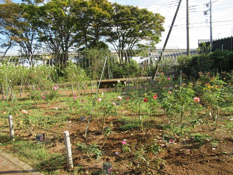 市民バラ園の状況