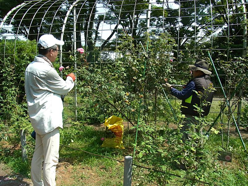 ③R7/8/23　デルバール花整枝