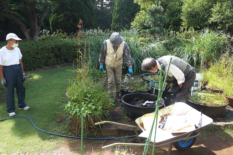 ②R7/9/24  「ガガブタ」の植替え