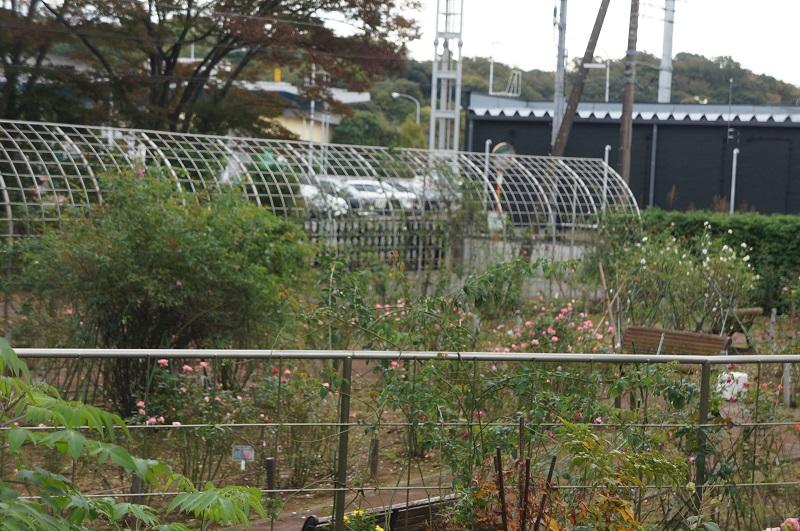 市民バラ園の状況