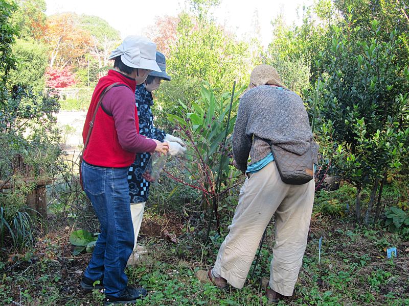 ③R7/11/ 28 ハーブ園の「ローゼル」のタネ採取