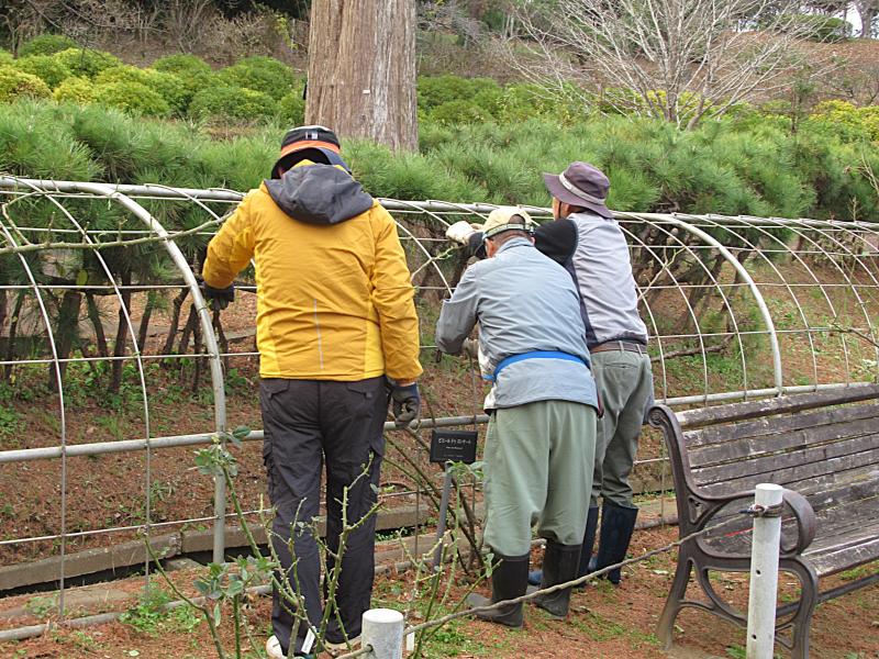 ②R7/12/20 バラの誘引作業