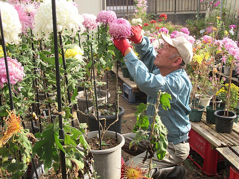 ③R7/12/2 「菊花の整理・片付け作業」