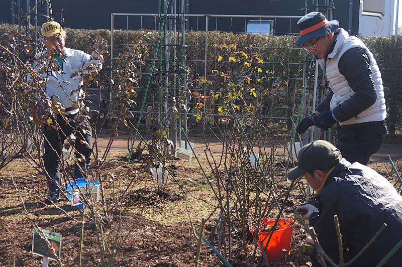 ②R8/2/14 バラの剪定作業