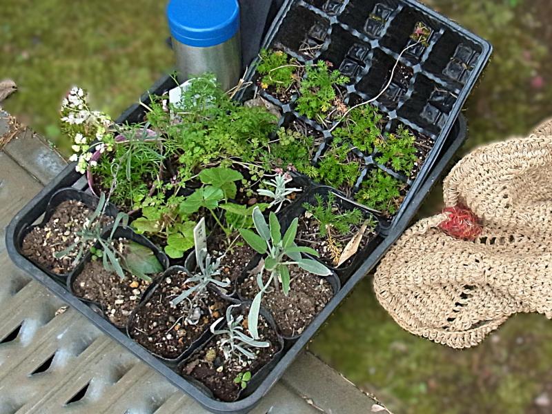 ③R8/3/ 13 剪定と春苗の植え付け